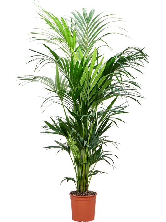 Planta naturala de interior Tuft 5pp D80xH180cm Kentia (Howea) forsteriana PS25/25cm in pamant