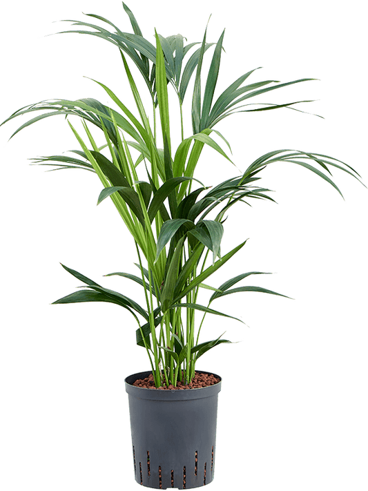 Planta naturala de interior Tuft 6pp D50xH80cm Kentia (Howea) forsteriana P18/19cm in hidrogranule