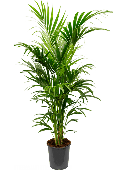 Planta naturala de interior Tuft 8/10pp D60xH170cm Kentia (Howea) forsteriana PS27/26cm in pamant