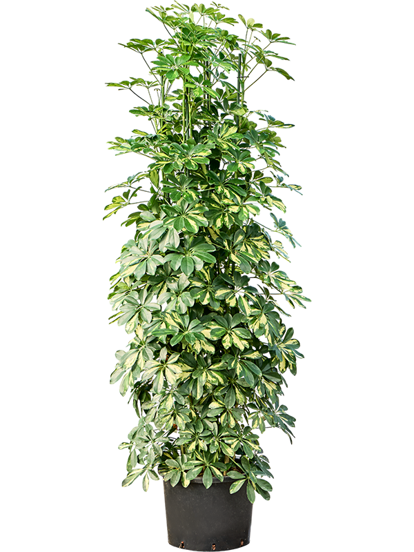 Planta naturala de interior Tuft 8pp D80xH180cm Schefflera arboricola 'Gold Capella' P35/28cm in hidrogranule
