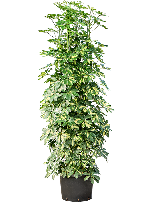 Planta naturala de interior Tuft 8pp D80xH210cm Schefflera arboricola 'Gold Capella' P35/28cm in hidrogranule