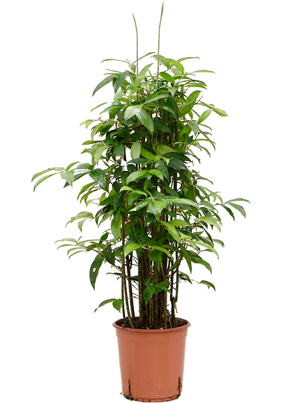 Planta naturala de interior Tuft (90-120) D50xH100cm Dracaena surculosa (90-120) PS24/23cm in pamant