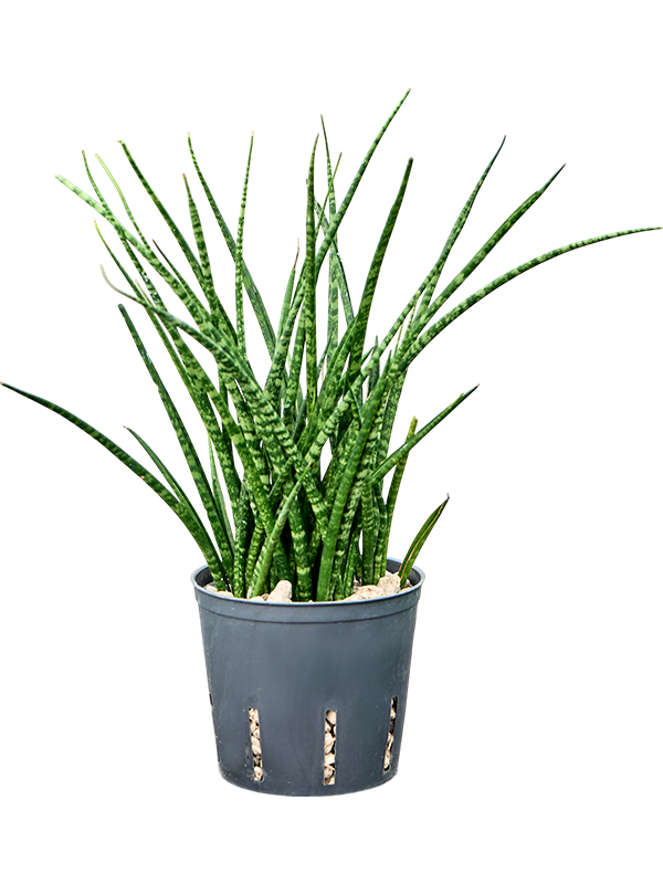 Planta naturala de interior Tuft (Bims) D20xH35cm Sansevieria kirkii 'Fernwood' P13/12cm in hidrogranule