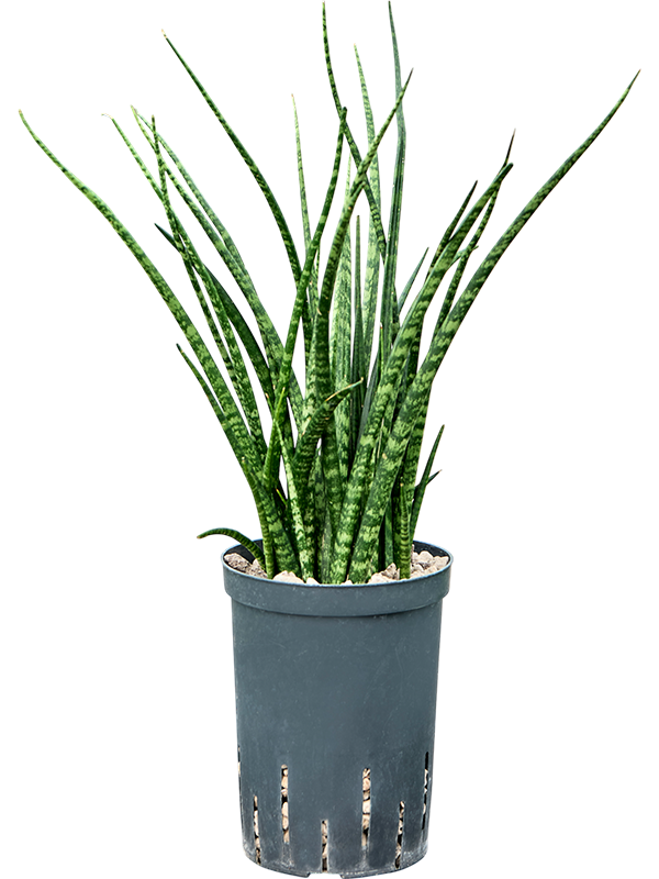 Planta naturala de interior Tuft (Bims) D20xH45cm Sansevieria kirkii 'Fernwood' P15/19cm in hidrogranule