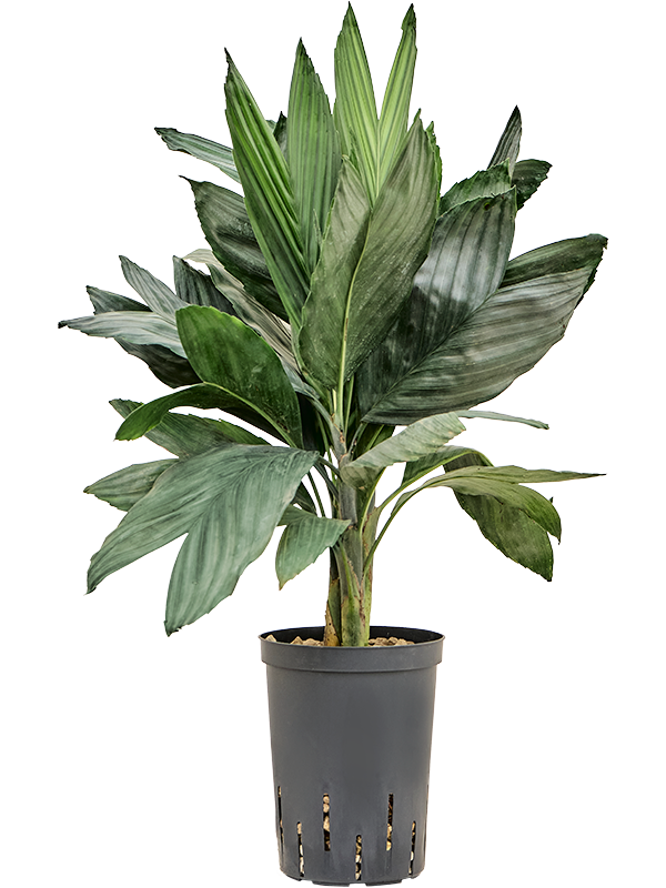 Planta naturala de interior Tuft (Bims) D30xH60cm Chamaedorea metallica P15/19cm in hidrogranule