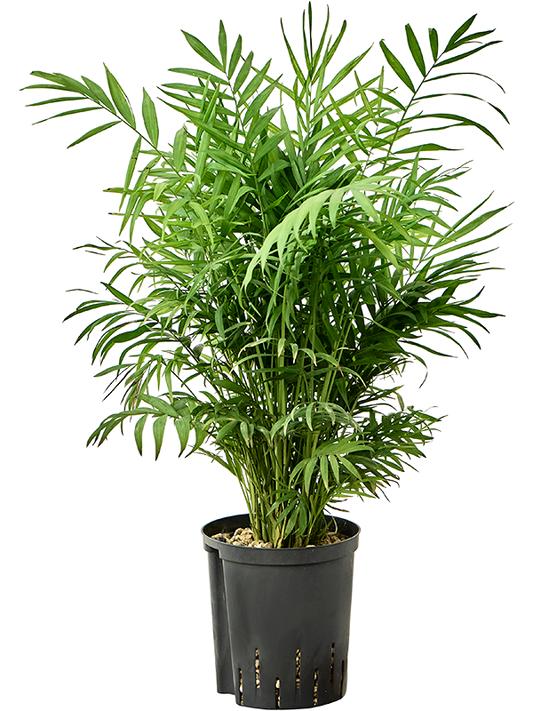 Planta naturala de interior Tuft (Bims) D30xH75cm Chamaedorea elegans P18/19cm in hidrogranule