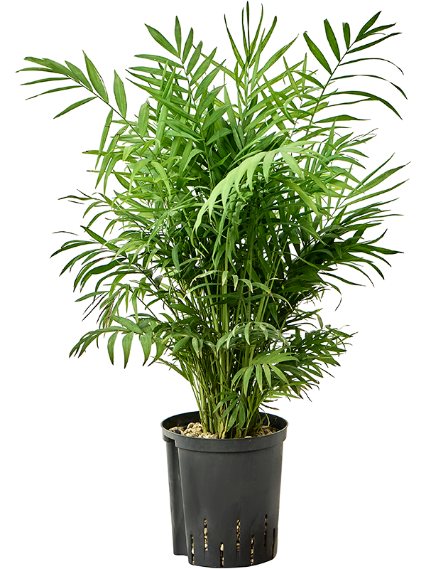 Planta naturala de interior Tuft (Bims) D30xH75cm Chamaedorea elegans P18/19cm in hidrogranule
