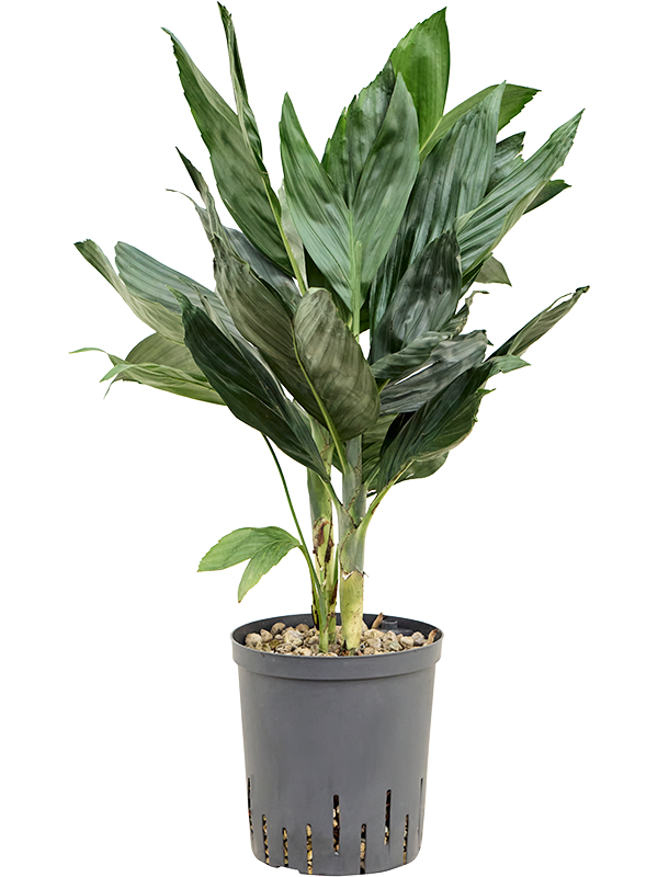 Planta naturala de interior Tuft (Bims) D35xH60cm Chamaedorea metallica P18/19cm in hidrogranule