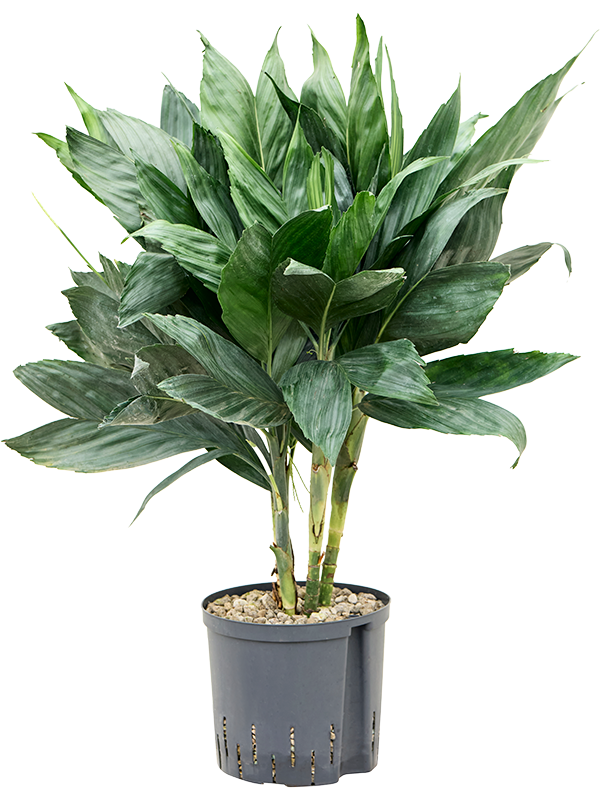 Planta naturala de interior Tuft (Bims) D35xH70cm Chamaedorea metallica P22/19cm in hidrogranule