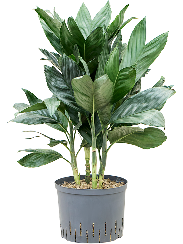 Planta naturala de interior Tuft (Bims) D40xH75cm Chamaedorea metallica P25/19cm in hidrogranule