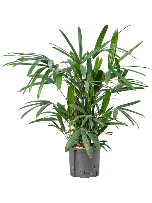 Planta naturala de interior Tuft (Bims) D40xH90cm Rhapis excelsa P22/19cm in hidrogranule