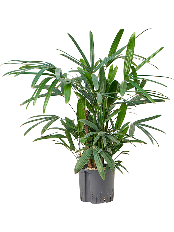 Planta naturala de interior Tuft (Bims) D40xH90cm Rhapis excelsa P22/19cm in hidrogranule