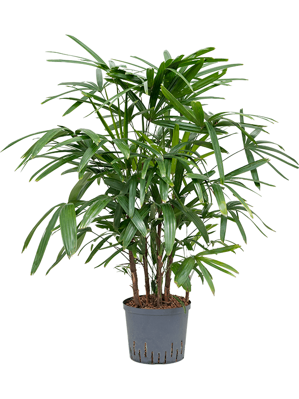 Planta naturala de interior Tuft (Bims) D45xH100cm Rhapis excelsa P22/19cm in hidrogranule
