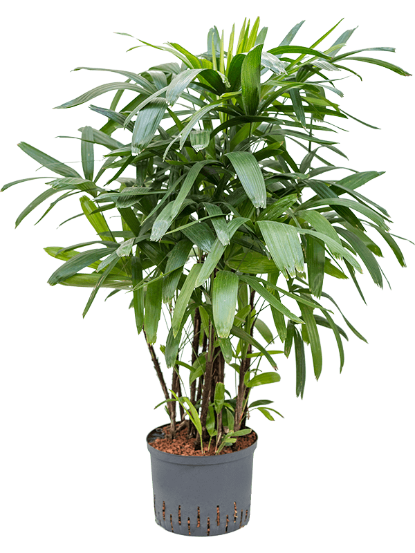 Planta naturala de interior Tuft (Bims) D50xH100cm Rhapis excelsa P28/19cm in hidrogranule