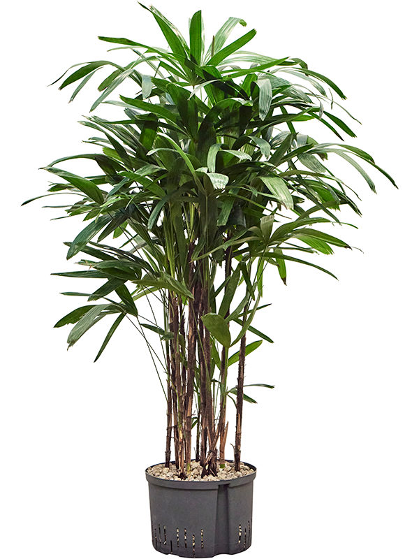 Planta naturala de interior Tuft (Bims) D80xH140cm Rhapis excelsa P32/19cm in hidrogranule