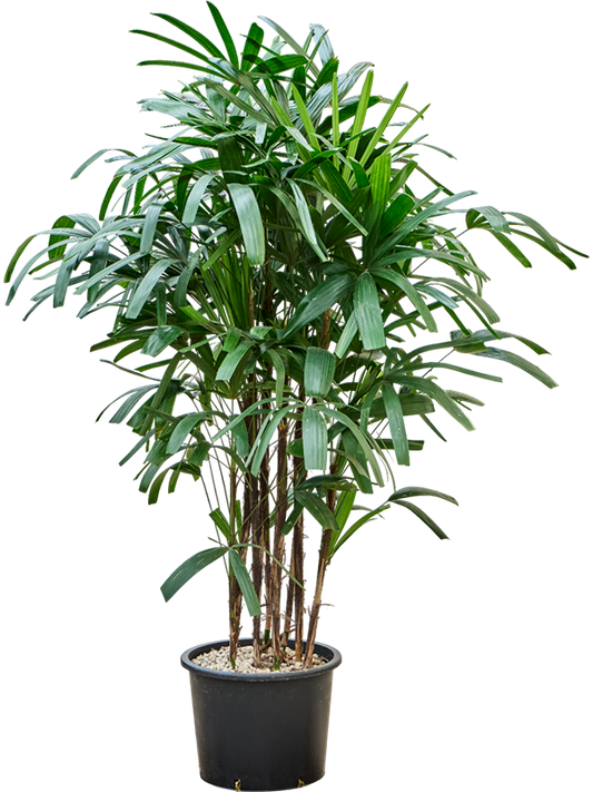 Planta naturala de interior Tuft (Bims) D80xH150cm Rhapis excelsa P32/26cm in hidrogranule