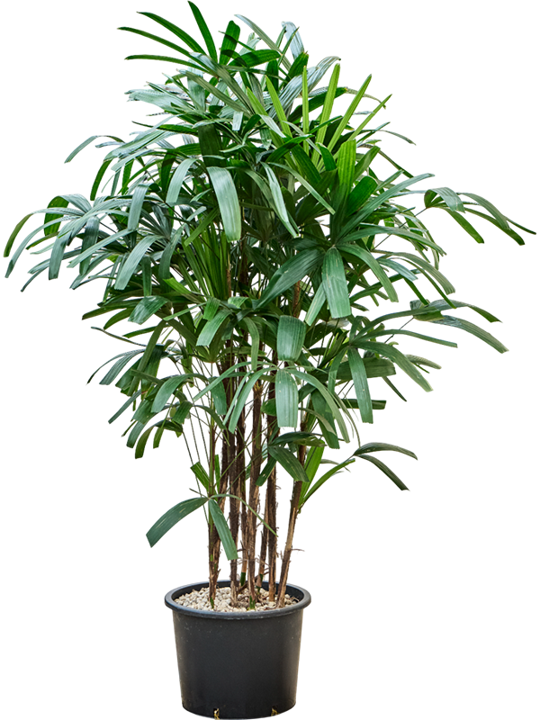 Planta naturala de interior Tuft (Bims) D80xH150cm Rhapis excelsa P32/26cm in hidrogranule