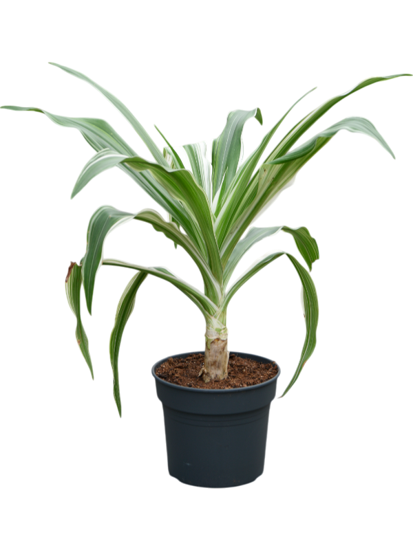 Planta naturala de interior Tuft D100xH110cm Crinum asiaticum PS38/32cm in pamant