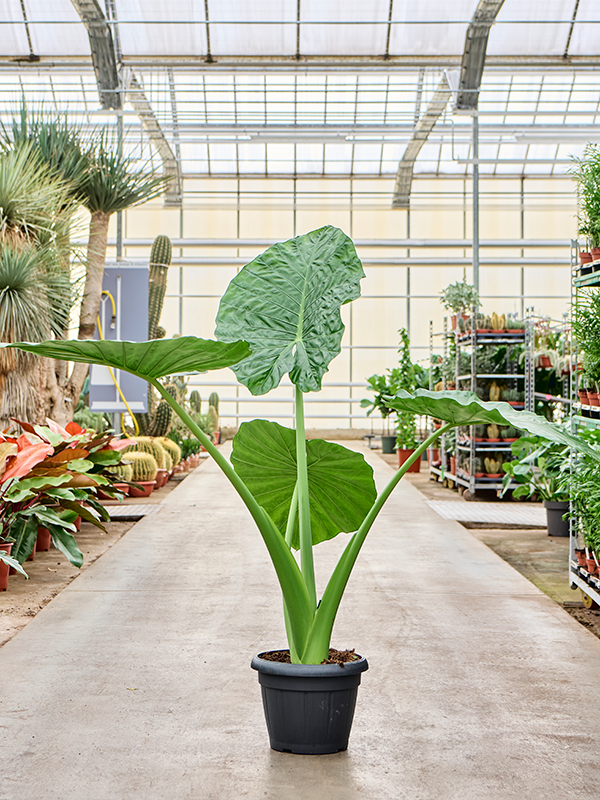 Planta naturala de interior Tuft D100xH125cm Alocasia macrorrhiza PS35/27cm in pamant
