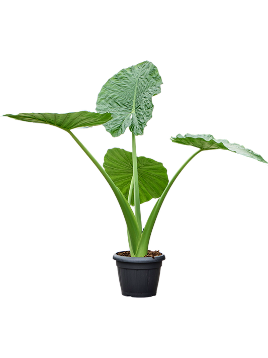 Planta naturala de interior Tuft D100xH125cm Alocasia macrorrhiza PS35/27cm in pamant