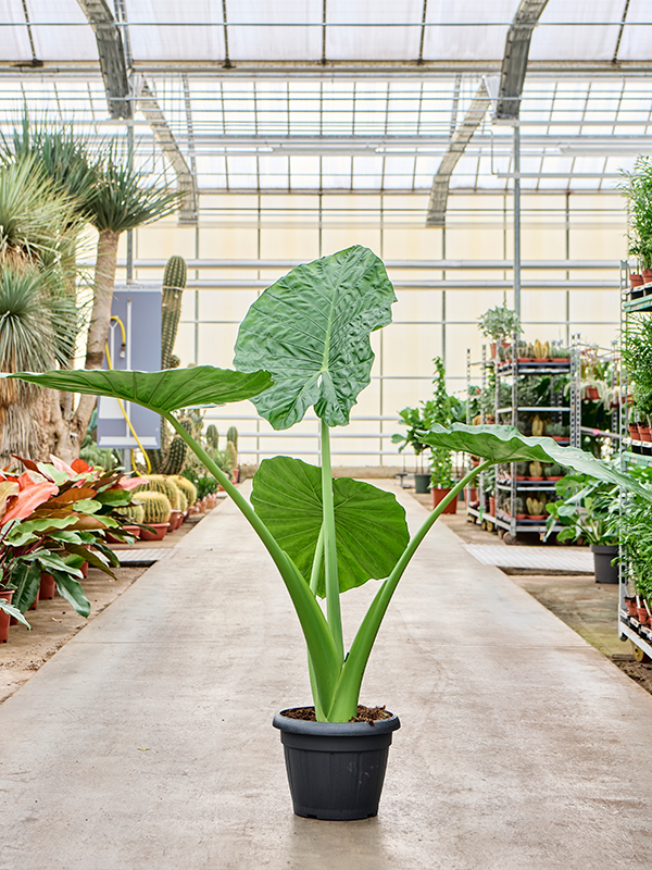 Planta naturala de interior Tuft D100xH135cm Alocasia macrorrhiza PS35/27cm in pamant