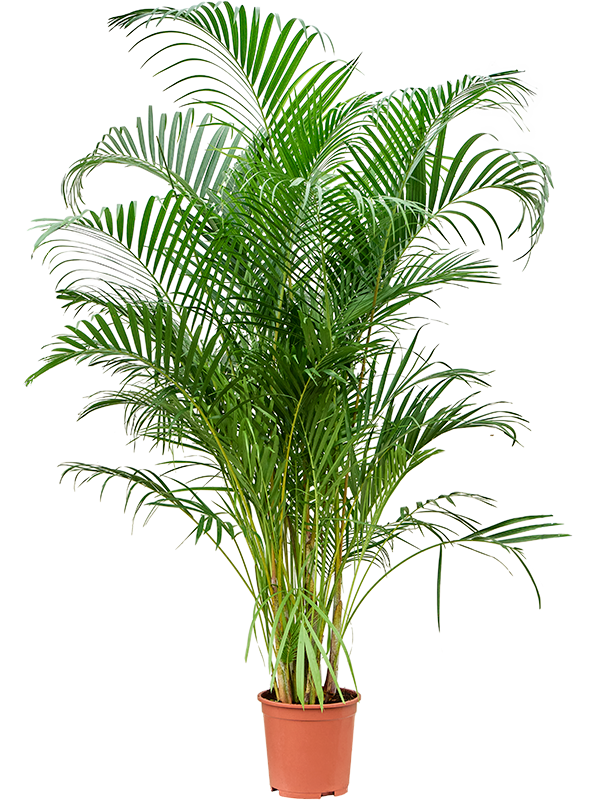 Planta naturala de interior Tuft D100xH140cm Dypsis (Areca) lutescens PS27/25cm in pamant