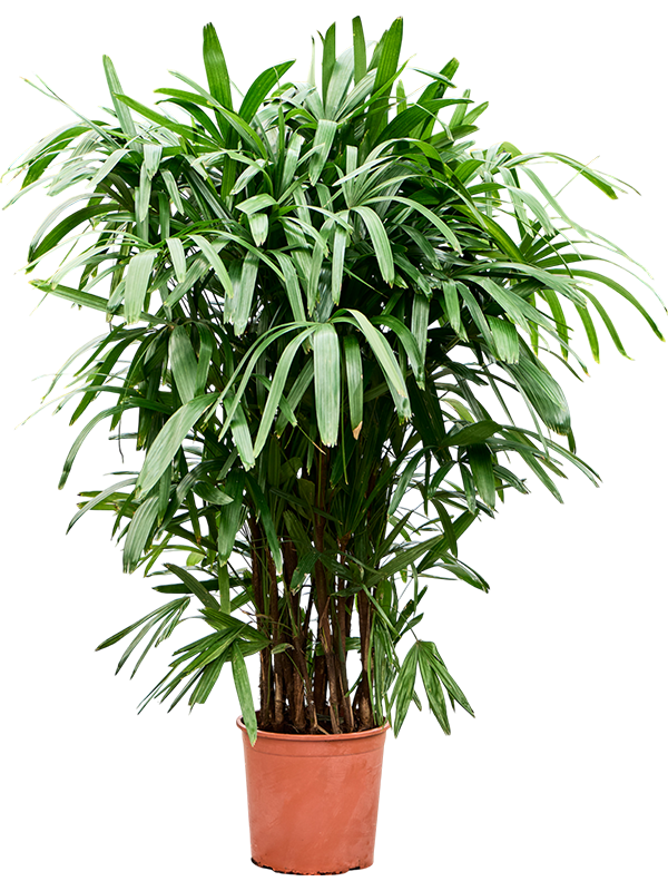 Planta naturala de interior Tuft D100xH140cm Rhapis excelsa PS28/27cm in pamant