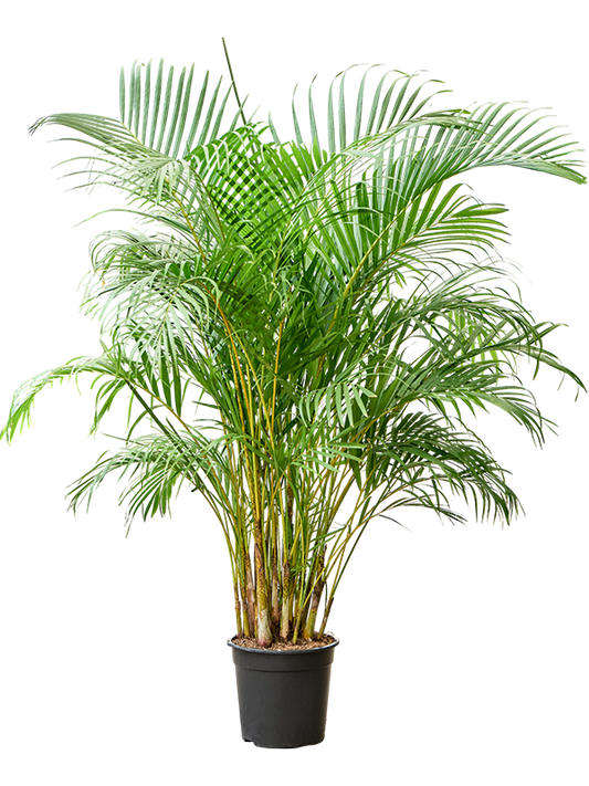 Planta naturala de interior Tuft D100xH160cm Dypsis (Areca) lutescens PS27/25cm in pamant