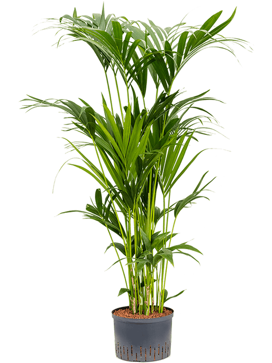 Planta naturala de interior Tuft D100xH160cm Kentia (Howea) forsteriana P28/19cm in hidrogranule