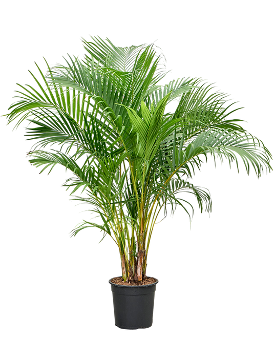 Planta naturala de interior Tuft D100xH170cm Dypsis (Areca) lutescens PS27/25cm in pamant