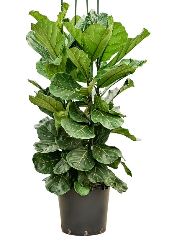 Planta naturala de interior Tuft D100xH170cm Ficus lyrata PS45/36cm in pamant