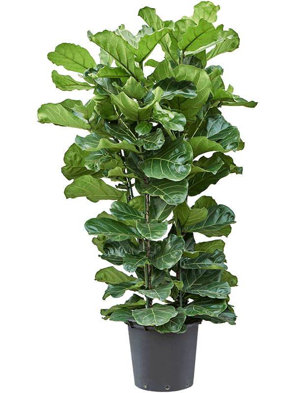 Planta naturala de interior Tuft D100xH170cm Ficus lyrata PS45/36cm in pamant