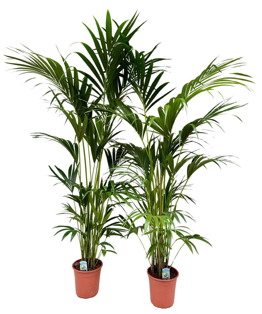Planta naturala de interior Tuft D100xH170cm Kentia (Howea) forsteriana PS24/21cm in pamant