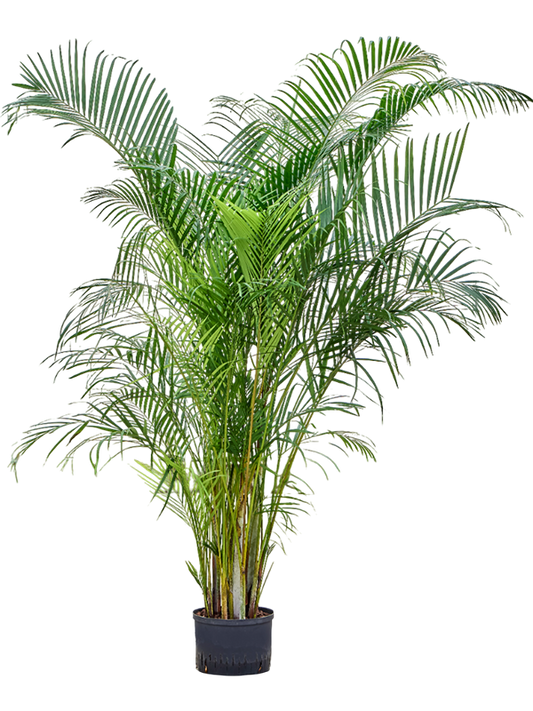 Planta naturala de interior Tuft D100xH180cm Dypsis (Areca) lutescens P28/19cm in hidrogranule