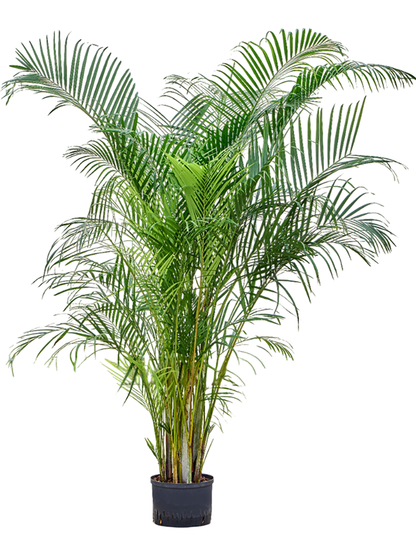 Planta naturala de interior Tuft D100xH180cm Dypsis (Areca) lutescens P28/19cm in hidrogranule