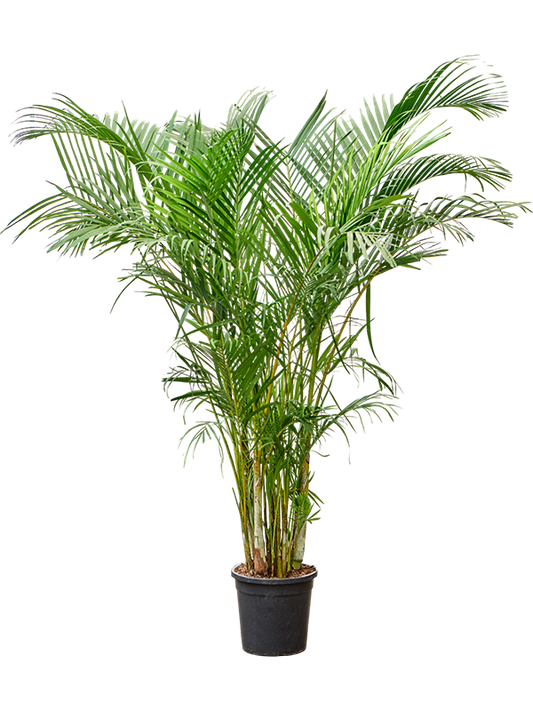 Planta naturala de interior Tuft D100xH200cm Dypsis (Areca) lutescens PS34/30cm in pamant