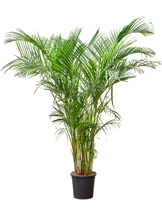 Planta naturala de interior Tuft D100xH200cm Dypsis (Areca) lutescens PS34/30cm in pamant