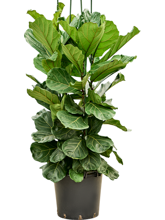 Planta naturala de interior Tuft D100xH200cm Ficus lyrata PS45/36cm in pamant