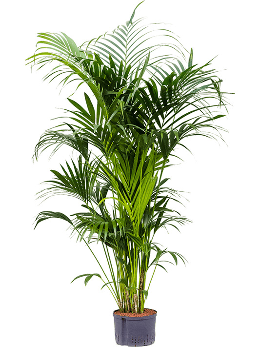 Planta naturala de interior Tuft D100xH200cm Kentia (Howea) forsteriana P28/19cm in hidrogranule