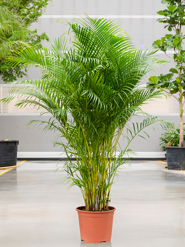 Planta naturala de interior Tuft D100xH210cm Dypsis (Areca) lutescens PS34/30cm in pamant