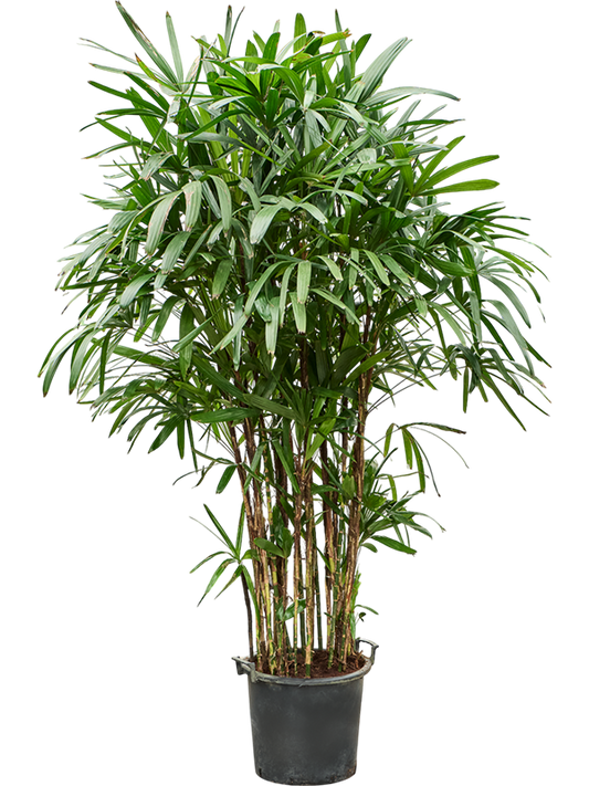 Planta naturala de interior Tuft D100xH210cm Rhapis excelsa PS40/28cm in pamant