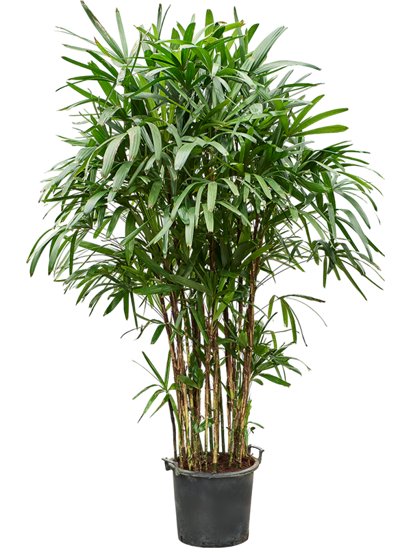 Planta naturala de interior Tuft D100xH210cm Rhapis excelsa PS40/28cm in pamant
