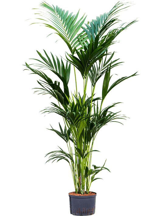 Planta naturala de interior Tuft D100xH220cm Kentia (Howea) forsteriana P28/19cm in hidrogranule