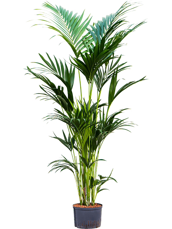 Planta naturala de interior Tuft D100xH220cm Kentia (Howea) forsteriana P28/19cm in hidrogranule
