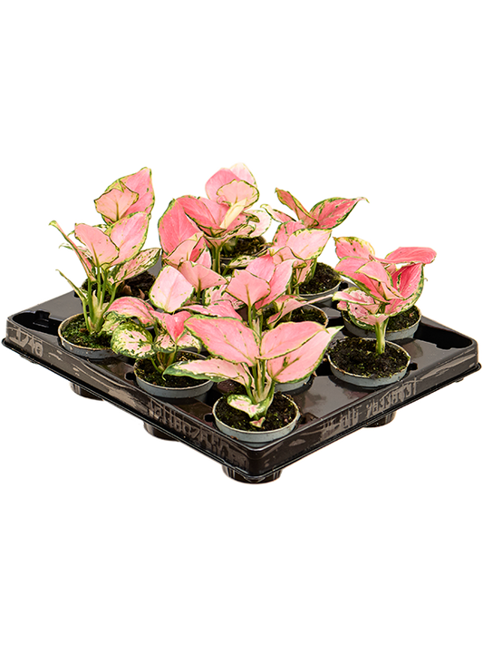 Planta naturala de interior Tuft D10xH8cm Aglaonema 'Red Zirkon' PS6/5cm in pamant