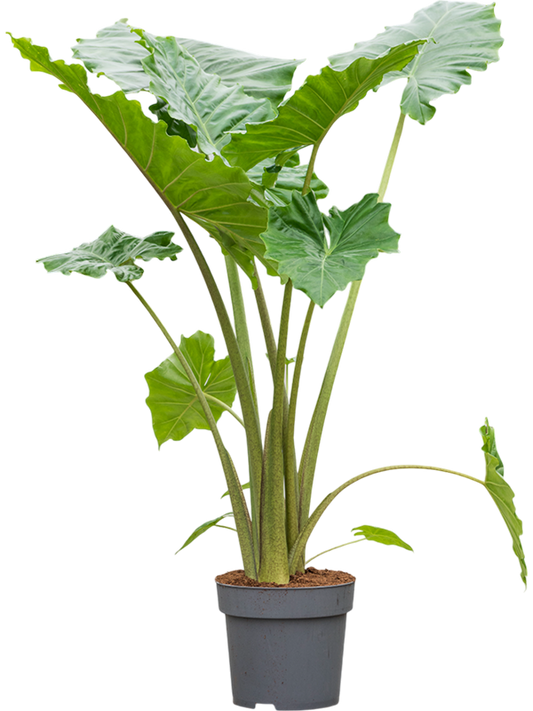 Planta naturala de interior Tuft D110xH160cm Alocasia 'Portodora' PS32/27cm in pamant