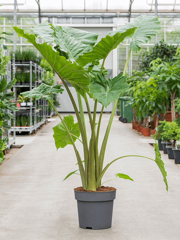 Planta naturala de interior Tuft D110xH160cm Alocasia 'Portodora' PS32/27cm in pamant