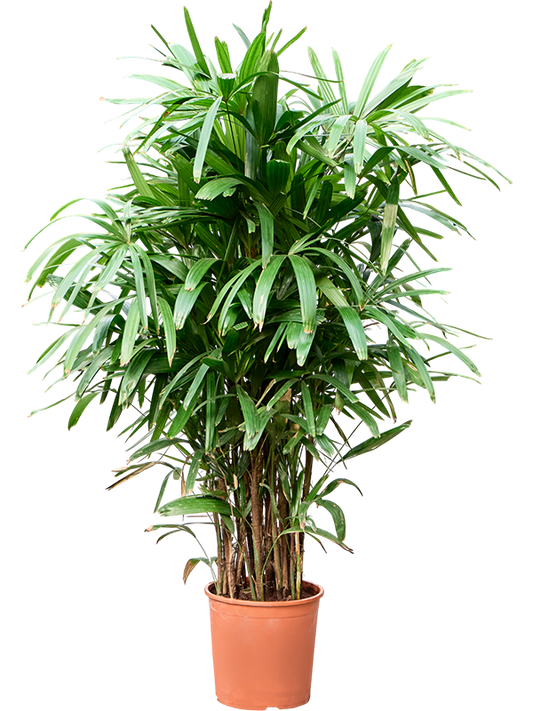 Planta naturala de interior Tuft D110xH170cm Rhapis excelsa PS30/27cm in pamant