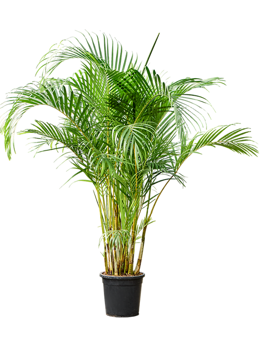 Planta naturala de interior Tuft D110xH180cm Dypsis (Areca) lutescens PS30/28cm in pamant