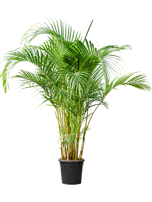 Planta naturala de interior Tuft D110xH180cm Dypsis (Areca) lutescens PS30/28cm in pamant